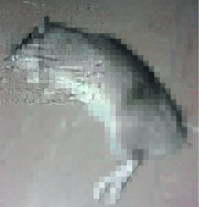 ‘Hier is ’n rot en hy’s groter as ’n dassie . . .’