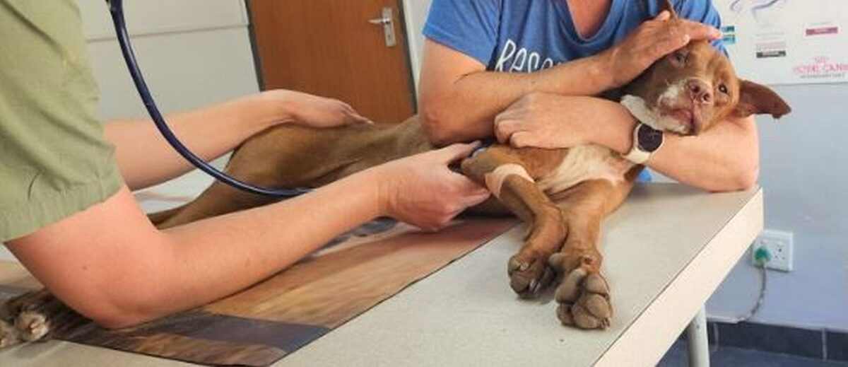 Waak só oor jou dier se gesondheid