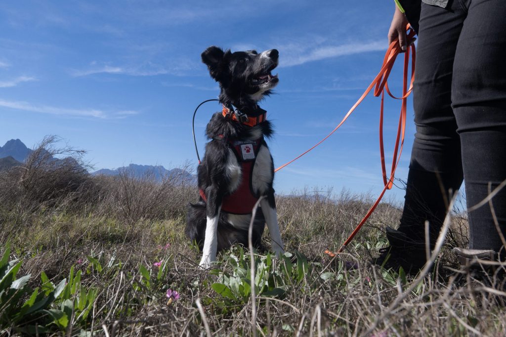 Dash, a tracker dog used for the conservation of the endangered geometric tortoise.