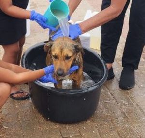 DIEREWELSYN | Voorkom parasiete op troeteldiere