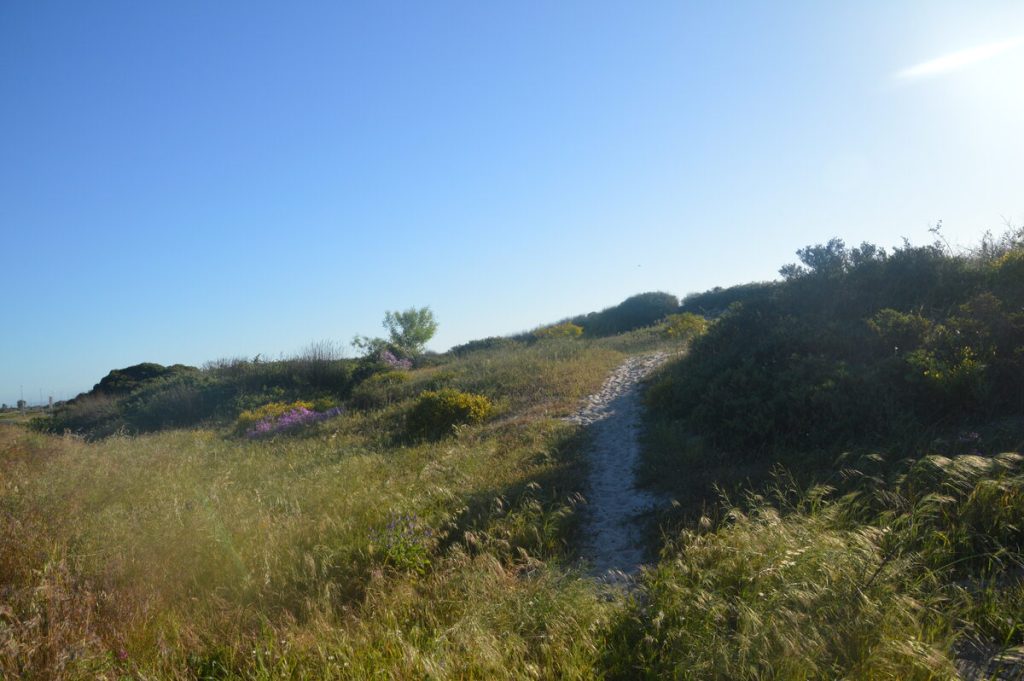 Die voetpaadjie wat die vermeende verkragter met die twee jong meisietjies na die duine geloop het. Foto: Murphy Roberts