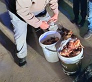 Weskus-polisie arresteer agt oorop gesteelde rooigety-kreef ter waarde van bykans R250 000