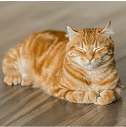 Tibby