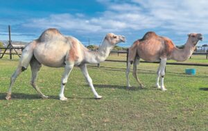 Vreemdeling in Langebaan al lank tuis