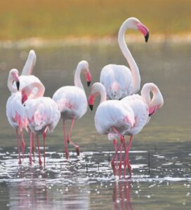 Flaminke wit en mooi …