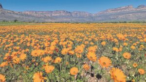 Wildflower season on the Weskus