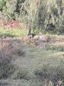 Swaan en haar telge