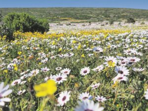 Veldblomme en fynbos
