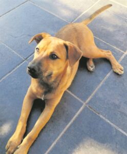 LAC is calling for adoption of this ‘pavement special’