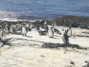 Afname in Afrika-pikkewyne rede vir beperkings rondom sekere eilande