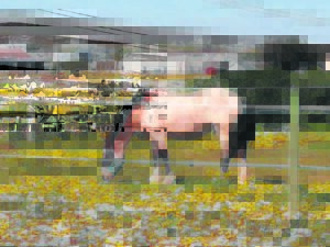 Blomme ewe kleurvol aan elke kant van die draad