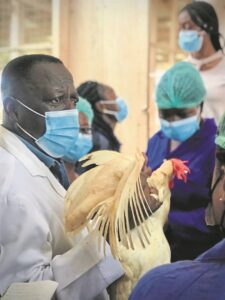 The country is bleeding veterinarians – report