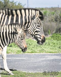 Kleine Hopefield se sebras
