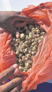 Succulent poachers nabbed