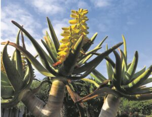 Tips for water wise gardening