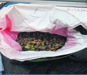 Poachers caught with rare plant species