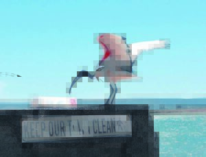 Velddrif town cleaners