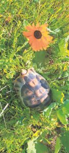 Lente steek amper die kop uit