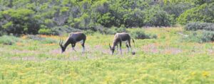 Blesbokke vreedsaam by Posberg