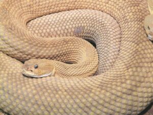 Snake season is here