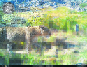 Cape Leopard Trust’s large-scale Cederberg survey reveals diverse wildlife and 37 leopards