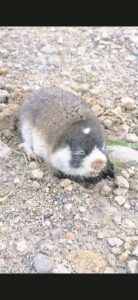 Cape Molerat – ecosystem engineer