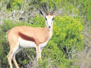 Springbok op Trekoskraal ’n bok vir sports