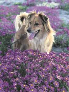 Blommehond