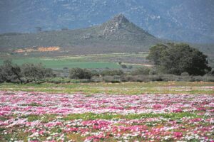 Enjoy West Coast’s floral fiesta