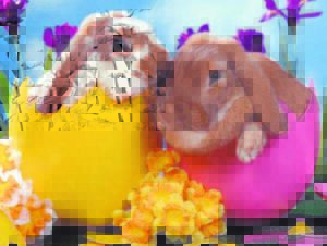 Bunnies not just there for Easter