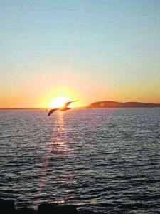 Fluttering happily into a West Coast sunset