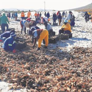 Lobster removed after red tide