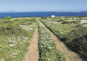 Nie eens olielekke kon blommeprag versteur nie