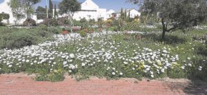 Wildflowers welcoming spring