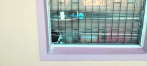 Crime spree havoc in V’burg CBD