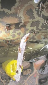 Termites have been there all along