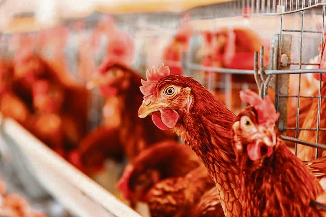 Rainbow Chicken is trots daarop om ontwikkelingsgeleenthede vir werknemers te skep, met vaardigheidsontwikkeling en internskappe wat individue bemagting om in hul loopbaan te vorder.