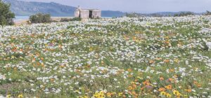 The glory of Spring on the West Coast