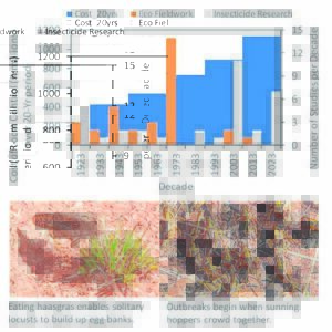 The life-cycle of the Karoo brown locust is looked at again