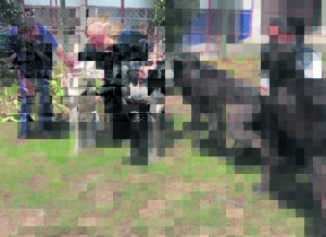 ‘Diereliefhebber’ skuldig in hof