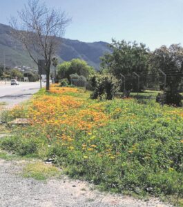 Residents asked to help weeding