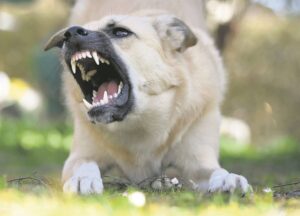 Honde wat uitkom byt ’n man dood, beseer nog een