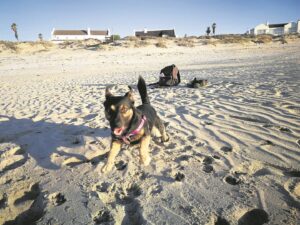 A St. Helena Bay family’s beloved furry friend was killed by roaming neighbourhood dogs.