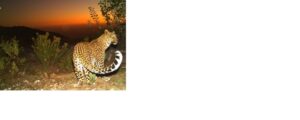 The leopards are back on Piketberg