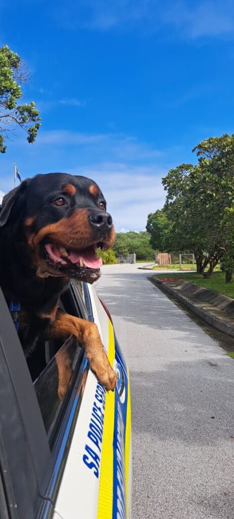 Gqeberha police have expressed gratitude to Walmer Veterinary Services and Dr Campher for their prompt action, ensuring Night received life-saving treatment. 
