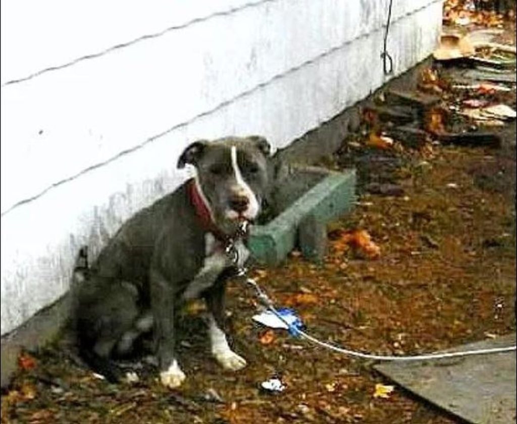 Nóg 'n hond word verwaarloos en verhonger by sy eienaars afgeneem.