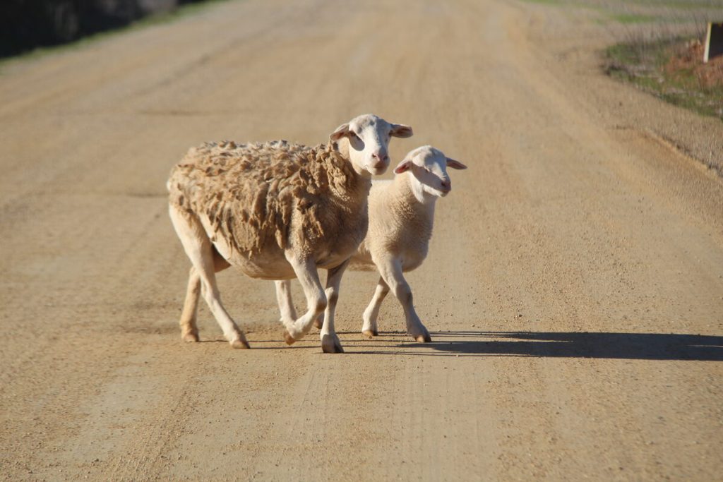 Symbolising innocence, gentleness and nurturing, the photographer could not resist the beautiful bond between mamma sheep and her lamb casually strolling along a farm in the West Coast. Readers are invited to send their beautiful or unique photos (at least  1MB) taken on the West Coast to www.weslander@novusmedia.co.za, before Monday at 12:00. Photo: Noluvu Ludidi