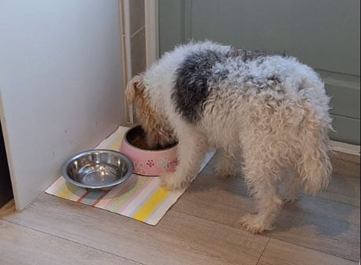 ‘Gee diere ook winterskos’