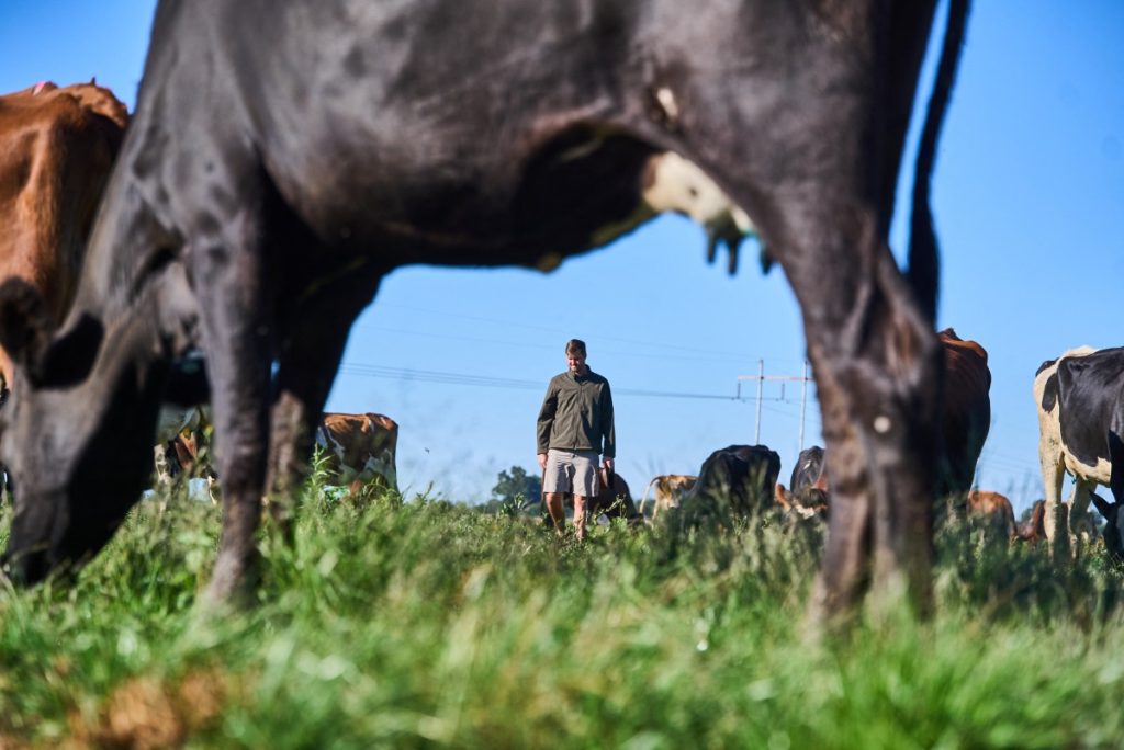 Daniel Burger strolls near his herd of dairy cows as they graze in the pasture at Sherwood Park Estates, Zimbabwe. 