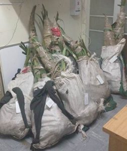 Nege plantstropers gevang: Oor ‘n miljoen rand se clivias gesteel